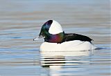 Bufflehead